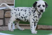 Puppies for sale dalmatian - Greece, Thessaloniki