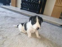 Puppies for sale jack russell terrier - Greece, Thessaloniki. Price 10 €