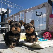 Puppies for sale yorkshire terrier - Greece, Athens