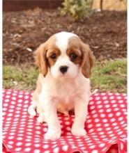 Puppies for sale king charles spaniel - Lithuania, Alytus
