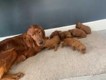 Puppies for sale irish setter - Bulgaria, Sofia. Price 11 €