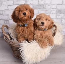 Puppies for sale toy-poodle - Ireland, Cork