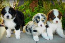 Puppies for sale australian shepherd - Czech Republic, Czech-budievitsy