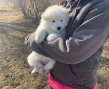 Puppies for sale samoyed dog (samoyed) - United Kingdom, Chester