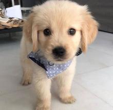 Puppies for sale golden retriever - Slovenia, Aleksandrovits