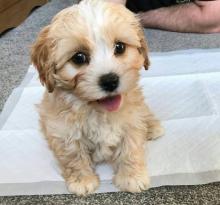 Puppies for sale , cavapoo - Czech Republic, Kladno