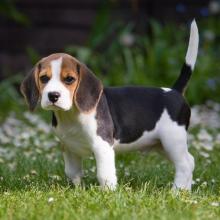 Puppies for sale , beagle puppies - Netherlands, Borne