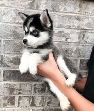 Puppies for sale , pomsky puppies - Romania, Golden
