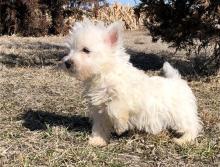 Puppies for sale west highland white terrier - Latvia, Gulbene