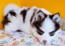 Puppies for sale other breed, pomsky puppies - Sweden, Lidkoping. Price 18 €