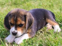 Puppies for sale beagle - Sweden, Stockholm