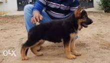 Puppies for sale german shepherd dog - Greece, Thessaloniki