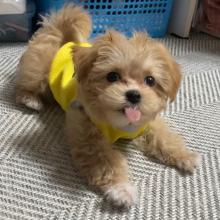 Puppies for sale , maltipoo - Luxembourg, Luxembourg