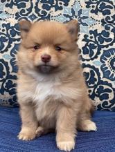 Puppies for sale pomeranian spitz - United Kingdom, Dundee