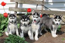 Продам щенка other breed, pomsky puppies - Spain, Santander