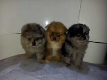 Puppies for sale , pomsky - Sweden, Malmo. Price 10 €