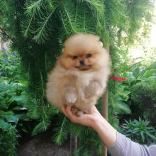 Puppies for sale pomeranian spitz - Latvia, Aizkraukle