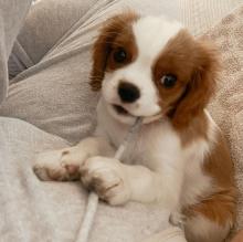 Puppies for sale king charles spaniel - Denmark, Kopenagen