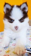 Puppies for sale other breed, pomsky puppies - Ireland, Dublin. Price 155 €