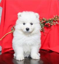 Puppies for sale , samoyed puppies - Cyprus, Limassol