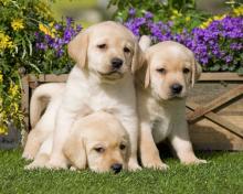 Puppies for sale labrador retriever - Italy, Milan