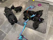 Puppies for sale scotch-terrier - Luxembourg, Luxembourg