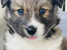 Puppies for sale other breed, pomsky - Ireland, Dublin