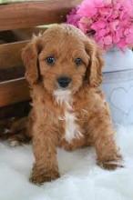 Puppies for sale , cavapoo - France, Calais