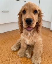 Puppies for sale cocker spaniel - Ireland, Cork