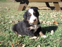 Puppies for sale bernese mountain dog, pomsky puppies - Ireland, Cork. Price 155 €