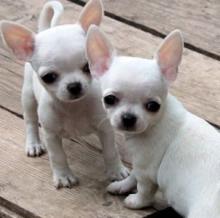 Puppies for sale chihuahua - Cyprus, Limassol