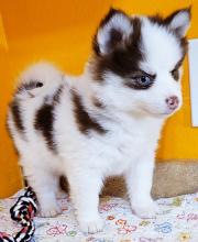Puppies for sale other breed, pomsky puppies - Greece, Thessaloniki. Price 19 €