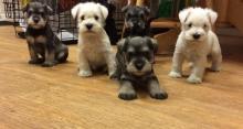 Puppies for sale other breed, miniature schnauzer - Cyprus, Limassol