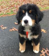 Puppies for sale bernese mountain dog - Estonia, Narva