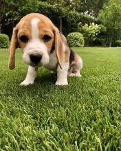 Puppies for sale beagle - Russia, Cherepovets