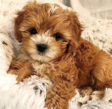 Puppies for sale , cavapoo - Czech Republic, Luhacovice