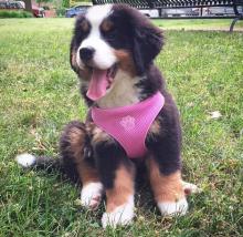 Puppies for sale bernese mountain dog - Denmark, Kopenagen