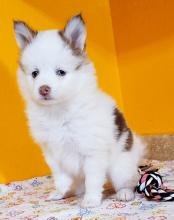 Puppies for sale other breed, pomsky puppies - Sweden, Norcheping. Price 155 €