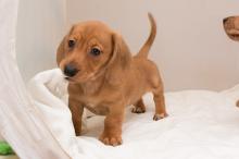 Puppies for sale dachshund - Austria, 