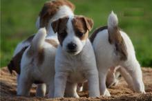 Продам щенка jack russell terrier - Spain, Madrid