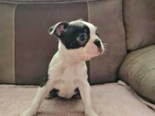 Puppies for sale boston terrier - Czech Republic, Prague. Price 10 €