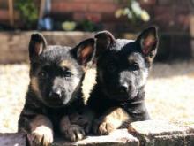 Puppies for sale german shepherd dog - Sweden, Stockholm. Price 10 €