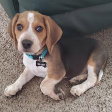 Puppies for sale beagle - Romania, Golden