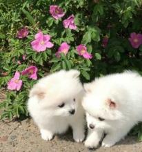 Puppies for sale pomeranian spitz - Austria, Graz