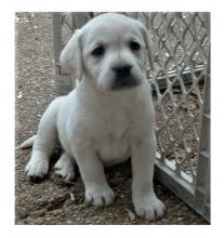 Puppies for sale , labrador puppies - Greece, Athens