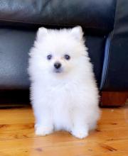 Puppies for sale pomeranian spitz - Belgium, Antwerp