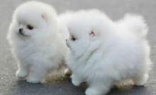 Puppies for sale , pomeranain - Sweden, Malmo