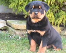 Puppies for sale rottweiler - Uzbekistan, Namangan