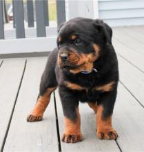 Puppies for sale , rottweiler puppies - Romania, Craiova