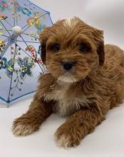 Puppies for sale , cavapoo - Hungary, Budapest